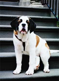 https://images.dog.ceo/breeds/stbernard/n02109525_14774.jpg