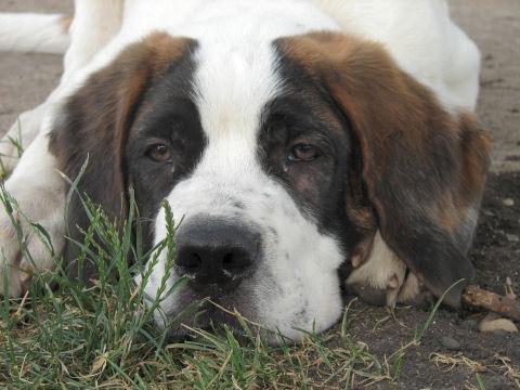 https://images.dog.ceo/breeds/stbernard/n02109525_1480.jpg