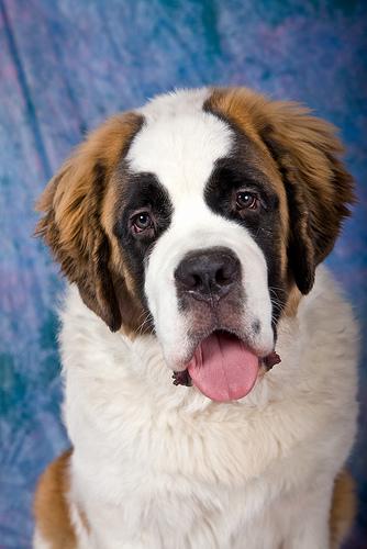 https://images.dog.ceo/breeds/stbernard/n02109525_14999.jpg