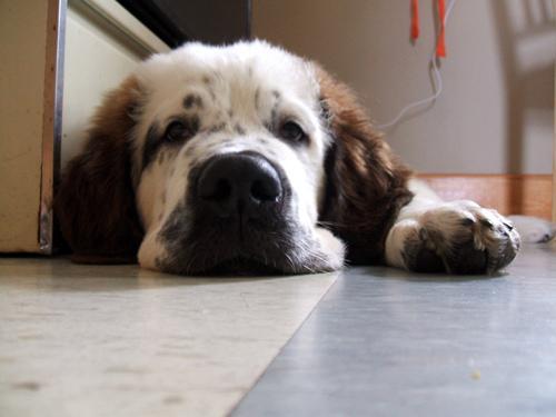 https://images.dog.ceo/breeds/stbernard/n02109525_1502.jpg