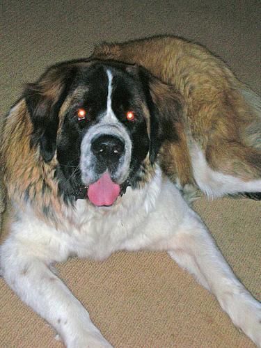 https://images.dog.ceo/breeds/stbernard/n02109525_15029.jpg