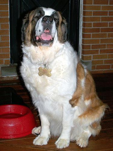 https://images.dog.ceo/breeds/stbernard/n02109525_15376.jpg