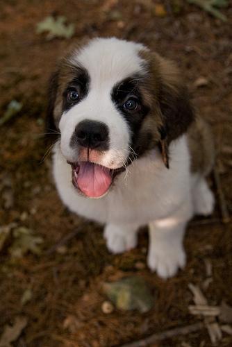 https://images.dog.ceo/breeds/stbernard/n02109525_15506.jpg