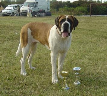 https://images.dog.ceo/breeds/stbernard/n02109525_15579.jpg