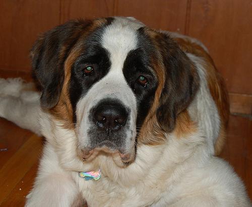 https://images.dog.ceo/breeds/stbernard/n02109525_15746.jpg