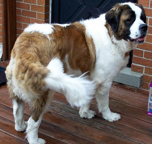 https://images.dog.ceo/breeds/stbernard/n02109525_16215.jpg