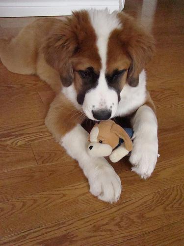 https://images.dog.ceo/breeds/stbernard/n02109525_1624.jpg