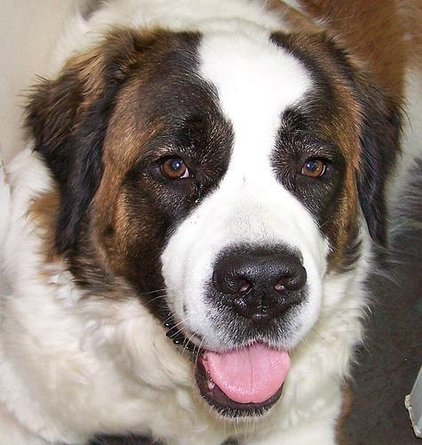 https://images.dog.ceo/breeds/stbernard/n02109525_16346.jpg