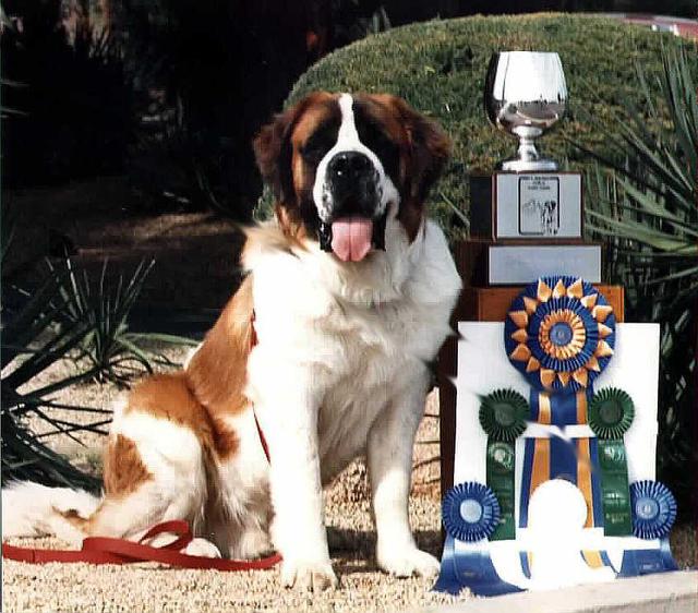 https://images.dog.ceo/breeds/stbernard/n02109525_16485.jpg