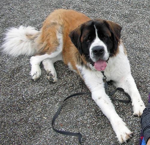 https://images.dog.ceo/breeds/stbernard/n02109525_16487.jpg