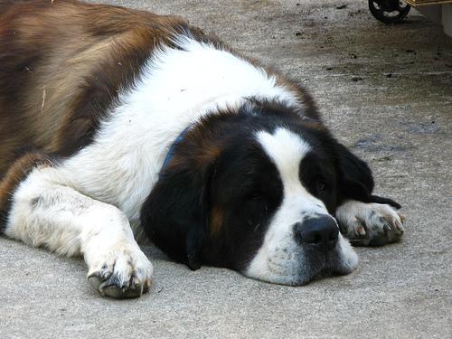 https://images.dog.ceo/breeds/stbernard/n02109525_16981.jpg