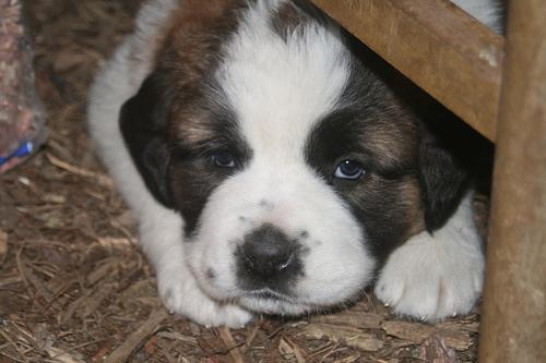 https://images.dog.ceo/breeds/stbernard/n02109525_17140.jpg