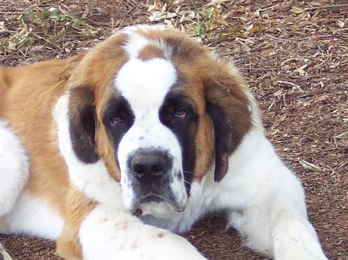 https://images.dog.ceo/breeds/stbernard/n02109525_1717.jpg