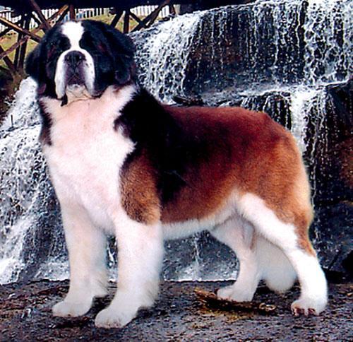 https://images.dog.ceo/breeds/stbernard/n02109525_17182.jpg