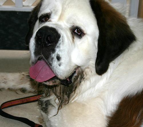 https://images.dog.ceo/breeds/stbernard/n02109525_17291.jpg