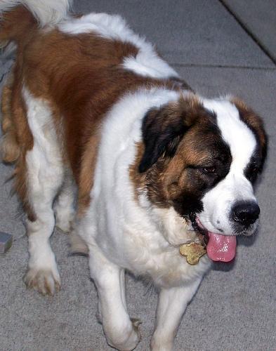 https://images.dog.ceo/breeds/stbernard/n02109525_1741.jpg