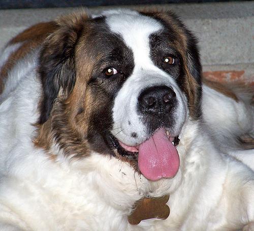 https://images.dog.ceo/breeds/stbernard/n02109525_18371.jpg