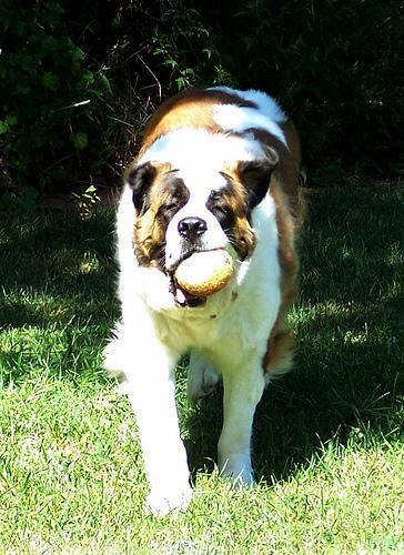 https://images.dog.ceo/breeds/stbernard/n02109525_1843.jpg