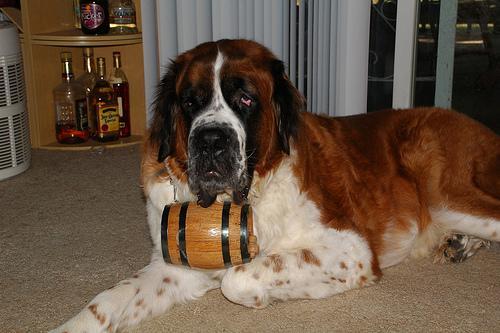 https://images.dog.ceo/breeds/stbernard/n02109525_1864.jpg