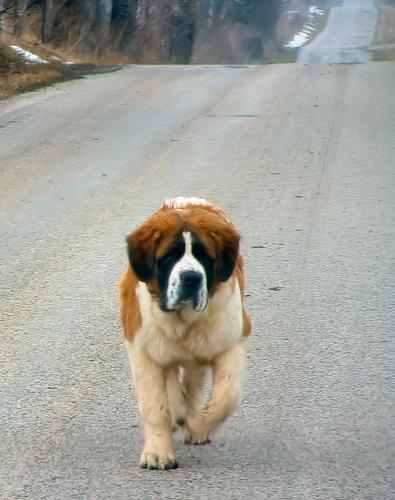 https://images.dog.ceo/breeds/stbernard/n02109525_1880.jpg