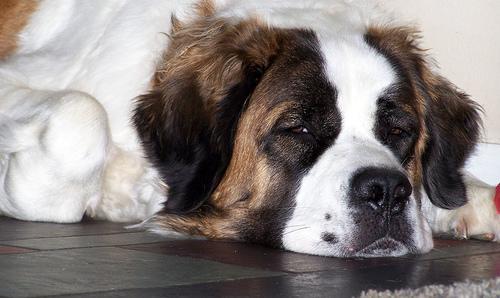 https://images.dog.ceo/breeds/stbernard/n02109525_1902.jpg