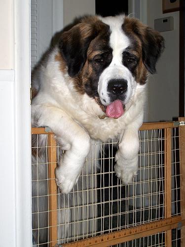 https://images.dog.ceo/breeds/stbernard/n02109525_1972.jpg