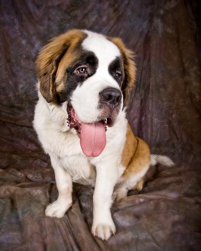 https://images.dog.ceo/breeds/stbernard/n02109525_2008.jpg