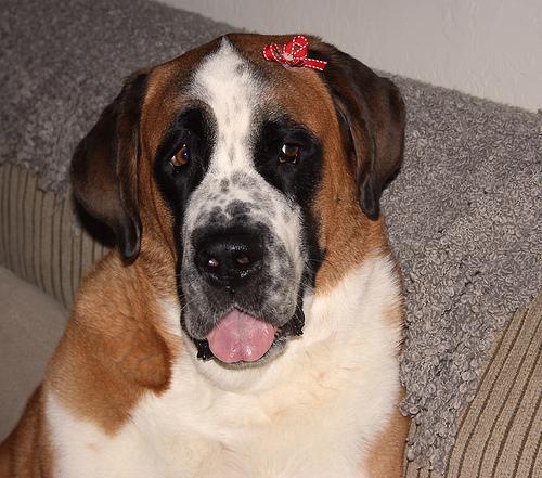 https://images.dog.ceo/breeds/stbernard/n02109525_2035.jpg