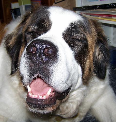 https://images.dog.ceo/breeds/stbernard/n02109525_2104.jpg