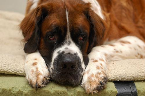 https://images.dog.ceo/breeds/stbernard/n02109525_2248.jpg