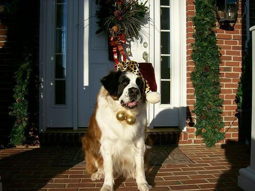 https://images.dog.ceo/breeds/stbernard/n02109525_2385.jpg