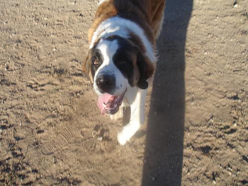 https://images.dog.ceo/breeds/stbernard/n02109525_243.jpg