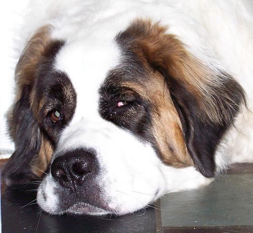 https://images.dog.ceo/breeds/stbernard/n02109525_2648.jpg