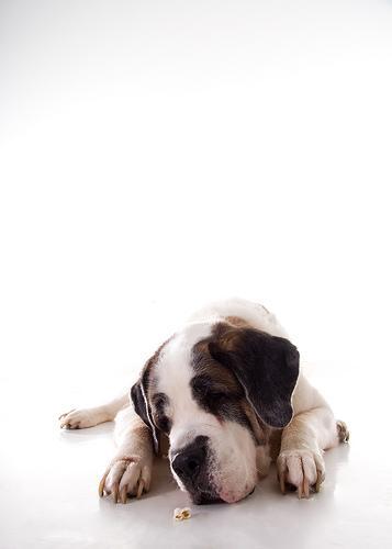 https://images.dog.ceo/breeds/stbernard/n02109525_2681.jpg