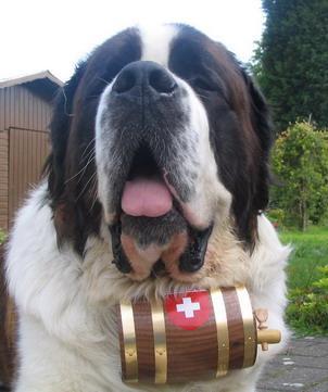 https://images.dog.ceo/breeds/stbernard/n02109525_2737.jpg