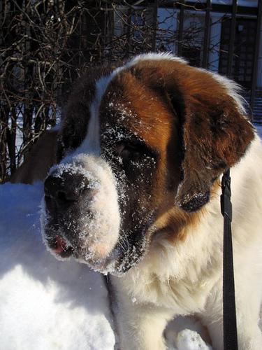 https://images.dog.ceo/breeds/stbernard/n02109525_2770.jpg