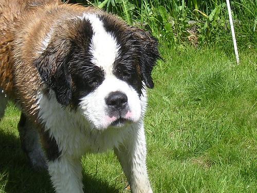 https://images.dog.ceo/breeds/stbernard/n02109525_2810.jpg