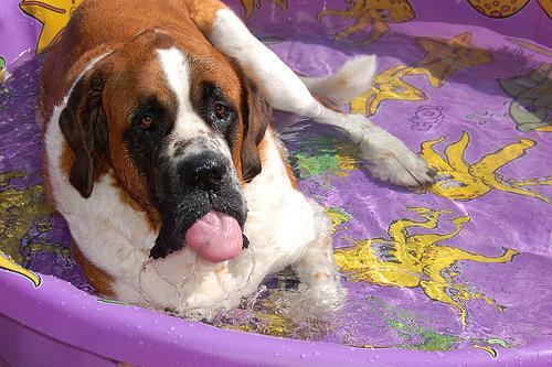 https://images.dog.ceo/breeds/stbernard/n02109525_2840.jpg