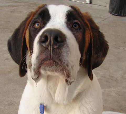 https://images.dog.ceo/breeds/stbernard/n02109525_2943.jpg