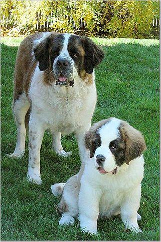 https://images.dog.ceo/breeds/stbernard/n02109525_3346.jpg