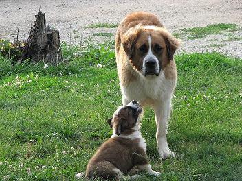 https://images.dog.ceo/breeds/stbernard/n02109525_3360.jpg