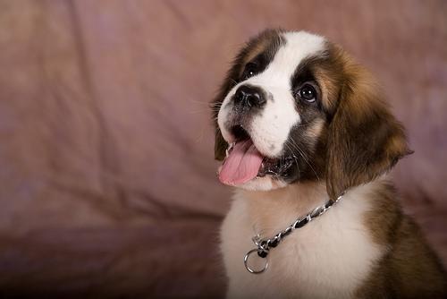 https://images.dog.ceo/breeds/stbernard/n02109525_3388.jpg