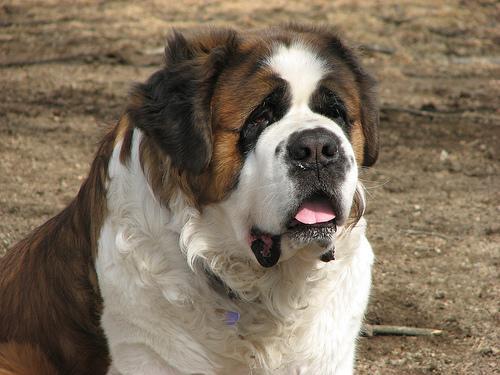 https://images.dog.ceo/breeds/stbernard/n02109525_3448.jpg