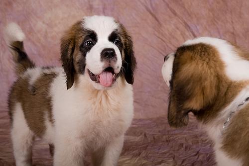 https://images.dog.ceo/breeds/stbernard/n02109525_345.jpg