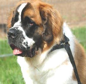 https://images.dog.ceo/breeds/stbernard/n02109525_3506.jpg