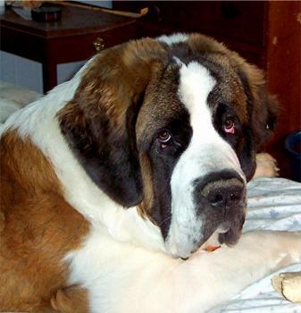 https://images.dog.ceo/breeds/stbernard/n02109525_370.jpg