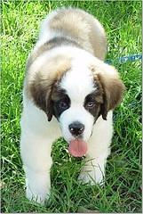 https://images.dog.ceo/breeds/stbernard/n02109525_4021.jpg