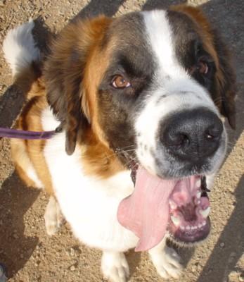 https://images.dog.ceo/breeds/stbernard/n02109525_444.jpg