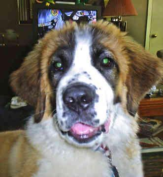 https://images.dog.ceo/breeds/stbernard/n02109525_4516.jpg