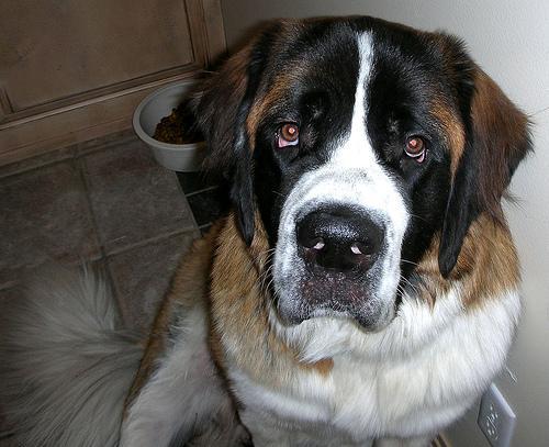 https://images.dog.ceo/breeds/stbernard/n02109525_499.jpg